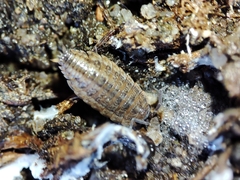 Proporcellio