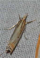 Crambus saltuellus