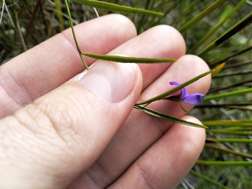 Image of Psoralea laxa by (c) De Waal Hugo, some rights reserved (CC BY)