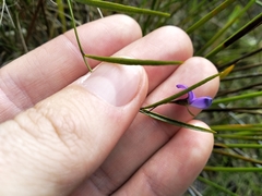 Psoralea laxa