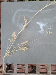 Eragrostis lehmanniana