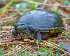 Kinosternon subrubrum subrubrum