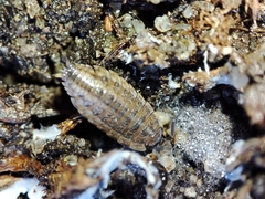 Proporcellio
