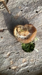 Kuehneromyces lignicola