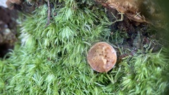 Kuehneromyces lignicola