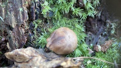 Kuehneromyces lignicola
