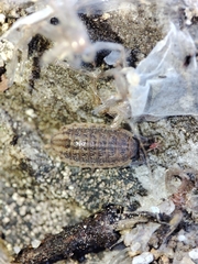 Proporcellio