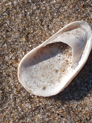 Crepidula plana