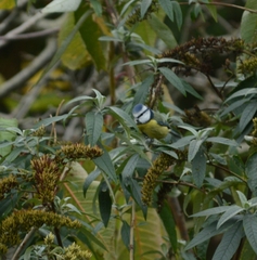 Cyanistes caeruleus