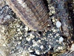 Proporcellio