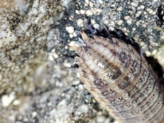 Proporcellio