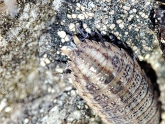 Proporcellio