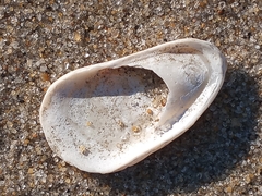 Crepidula plana