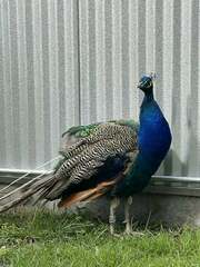 Pavo cristatus