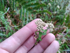 Gnaphalieae