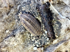 Proporcellio