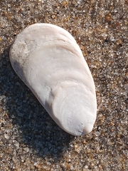 Crepidula plana
