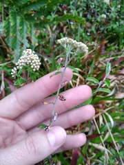 Gnaphalieae