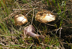 Cortinarius glaucopus