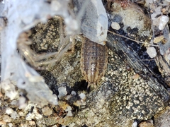 Proporcellio