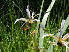 Iris halophila