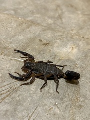 Centruroides edwardsii