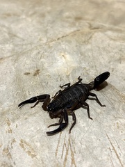 Centruroides edwardsii