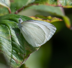Pieris oleracea