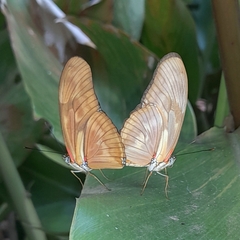 Dryas iulia alcionea