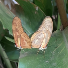Dryas iulia alcionea