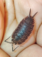Porcellio