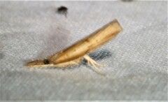 Donacaula melinellus