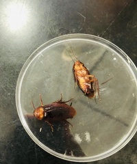 Blattoidae