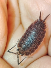 Porcellio