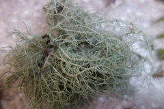 Usnea subfloridana