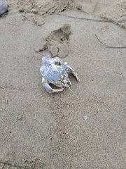 Blepharipoda occidentalis