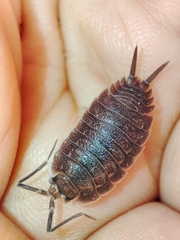 Porcellio