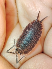 Porcellio