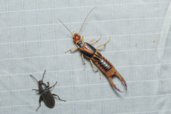 Labidura truncata