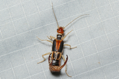 Labidura truncata