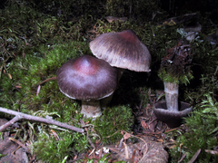 Cortinarius glandicolor