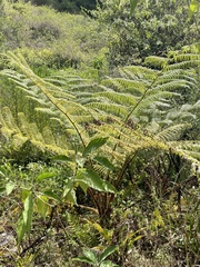Cyathea