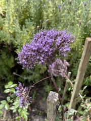 Trachelium caeruleum