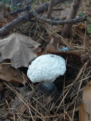 Amanita polypyramis