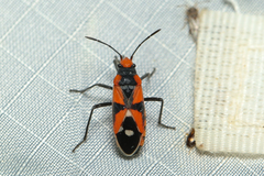 Melanerythrus mactans