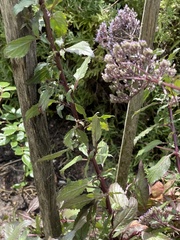 Trachelium caeruleum