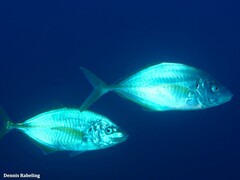 Pseudocaranx dentex