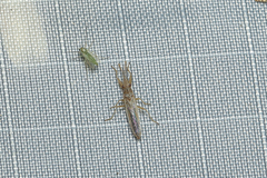Stenophyella macreta