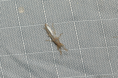 Stenophyella macreta
