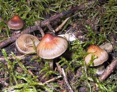 Cortinarius glandicolor